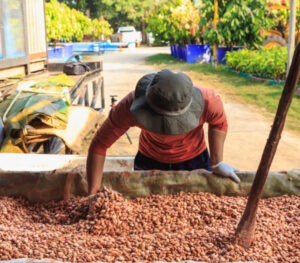 Photo d'un producteur de fèves de cacao Monte Adentro