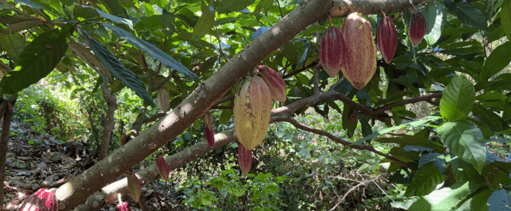 Photo de cabosse de fèves dans un arbre