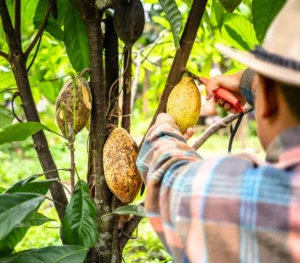 Photo d'un agriculteur qui coupe une cabosse de fèves de cacao Opita dans un arbre