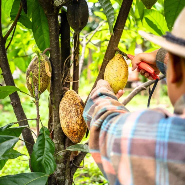 Photo d'un agriculteur qui coupe une cabosse de fèves de cacao Opita dans un arbre