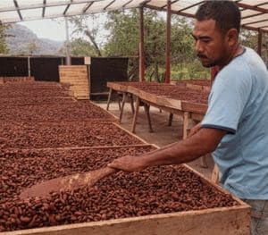 Photo d'un agriculteur qui fait sécher ses fèves de cacao San Jose au Nicaragua